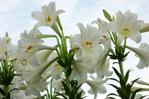 Brilliant Elegant Narcissus Flowers Shine Clear Sky — Stock Photo, Image