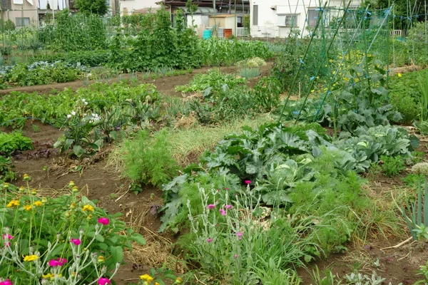 Şehir bölgesinde vatandaşlar için kiralık bölge çiftliği