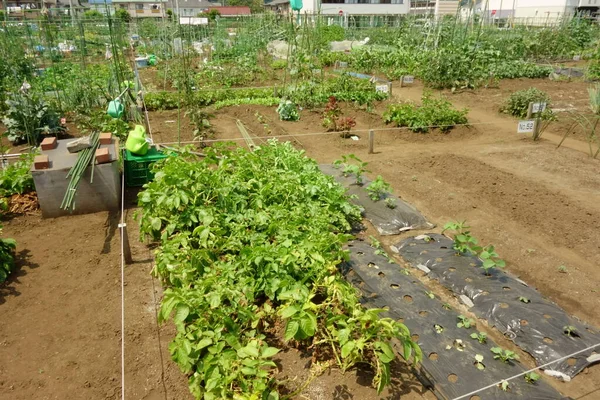 Locação Distrito Split Farm Para Cidadãos Instalados Área Cidade — Fotografia de Stock