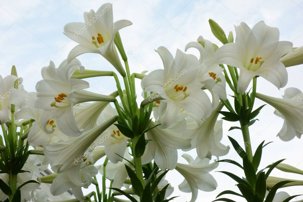 Brilliant and elegant narcissus flowers that shine in the clear sky