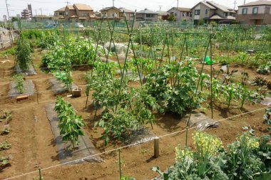 Şehir bölgesinde vatandaşlar için kiralık bölge çiftliği