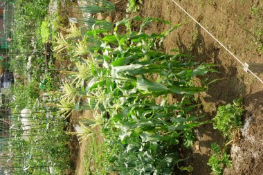 Şehir bölgesinde vatandaşlar için kiralık bölge çiftliği