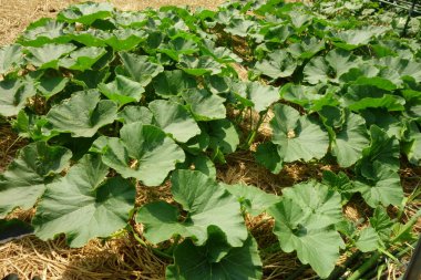 Şehir bölgesinde vatandaşlar için kiralık bölge çiftliği