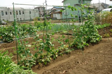 Şehir bölgesinde vatandaşlar için kiralık bölge çiftliği