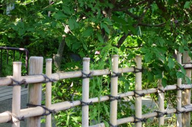 Nehir boyunca yemyeşil bir gezinti