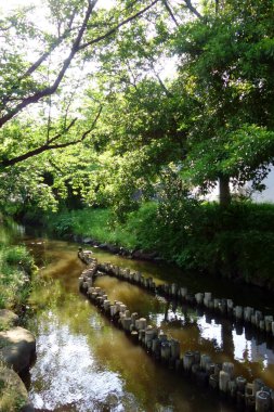 Şifa parkının göletinde çürümüş parçalar sıraya dizilmiş gibi görünüyor.