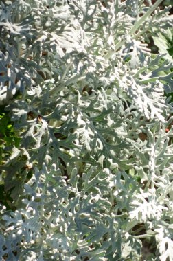 Yol kenarında çiçek açan beyaz ot yaprağı nesnesi