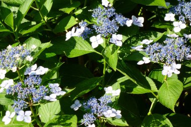 Yol kenarında açan muhteşem beyaz çiçekler.