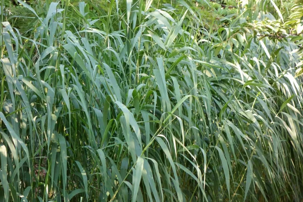 Bambusblätter Wachsen Dicht Sumpfgebiet Rund Den Teich — Stockfoto
