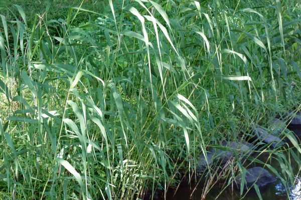 Listy Bambusu Hustě Rostou Bažinaté Oblasti Kolem Rybníka — Stock fotografie