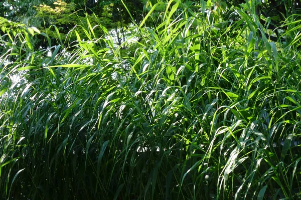 Hojas Bambú Que Crecen Densamente Área Del Pantano Alrededor Del —  Fotos de Stock