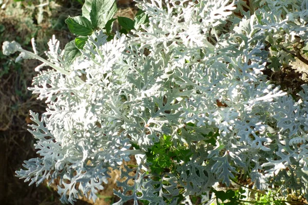 White Weed Leaf Object Blooming Roadside — Stock Photo, Image