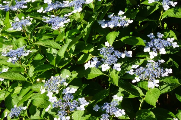 Gorgeous White Flowers Blooming Roadside — Stock Photo, Image