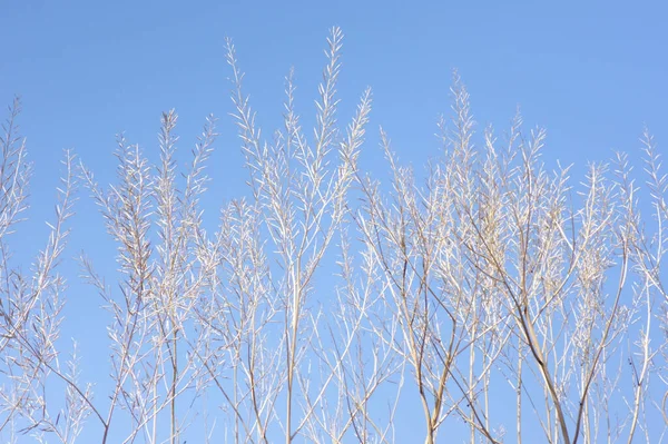 冬の晴天の青空に輝く木の枝物 — ストック写真