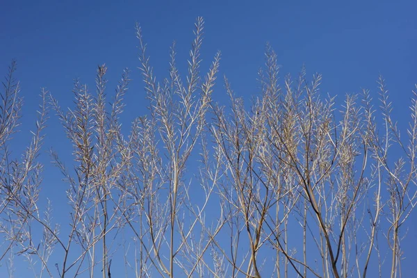 Tree Branch Object Shining Blue Sky Winter Sunny Weather — Stock Photo, Image