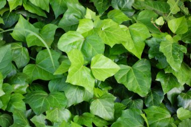 Taze ve yemyeşil asma yaprağı deseni