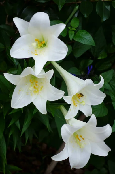 Gorgeous Neat Splendid Lily Flowering — Stock Photo, Image