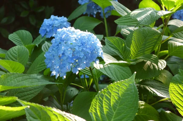 Heldere Blauwe Hortensia Bloemen Tijdens Het Regenseizoen — Stockfoto