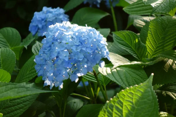 Jasne Niebieskie Kwiaty Hortensji Porze Deszczowej — Zdjęcie stockowe