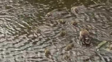 Nehrin sığ sularında oynayan bir ördek ebeveyn ve çocuk. Kıtır kıtır ördek yüzüyor. İyileşti..