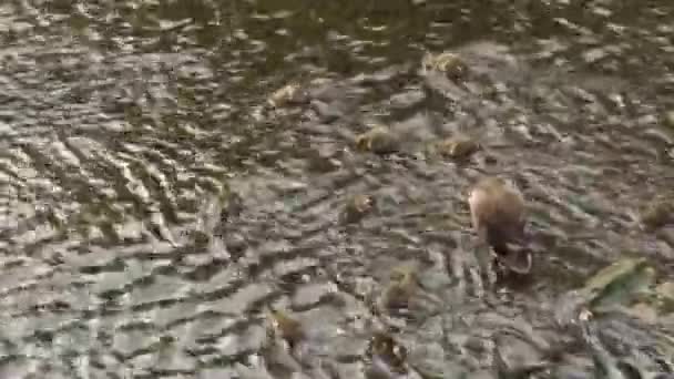 Un parent canard et un enfant qui jouent dans les eaux peu profondes de la rivière.Le petit canard croustillant nage est vraiment souriant. .
