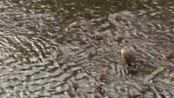 Eine Entenmutter Und Ein Entenkind Spielen Seichten Wasser Des Flusses — Stockvideo