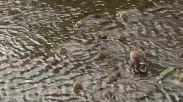 Eine Entenmutter Und Ein Entenkind Spielen Seichten Wasser Des Flusses — Stockvideo