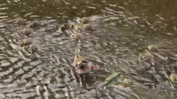 Un parent canard et un enfant qui jouent dans les eaux peu profondes de la rivière.Le petit canard croustillant nage est vraiment souriant. .