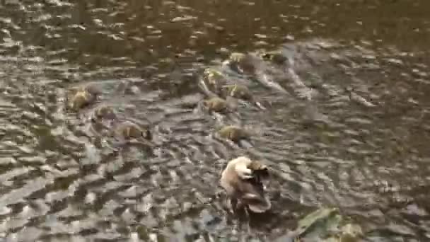 Nehrin Sığ Sularında Oynayan Bir Ördek Ebeveyn Çocuk Kıtır Kıtır — Stok video