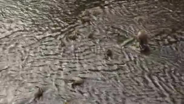 Eine Entenmutter Und Ein Entenkind Spielen Seichten Wasser Des Flusses — Stockvideo