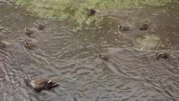 Pai Pato Gigante Criança Brincando Com Sorriso Nas Águas Rasas — Vídeo de Stock