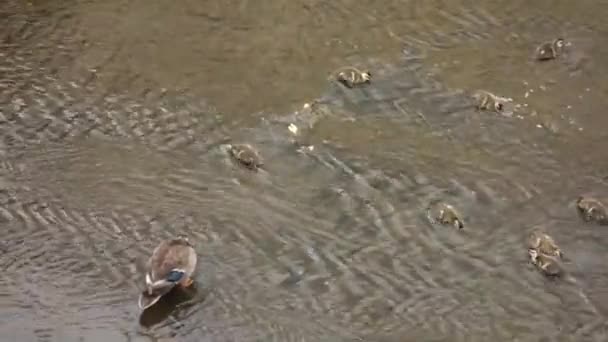 Dev Bir Ördek Ebeveyn Çocuk Nehrin Sığ Sularında Gülücükle Oynuyorlar — Stok video