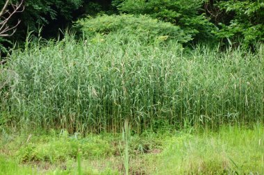 Bitkilerin yoğun olarak yetiştiği bir orman parkında Yabugaya Ormanı