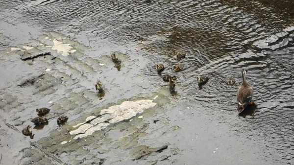 Parent Canard Enfant Jouant Dans Les Eaux Peu Profondes Rivière — Photo