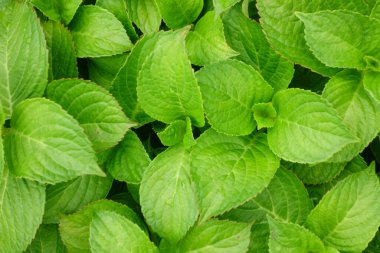 Taze yeşil yapraklarla sulanan yapraklar.