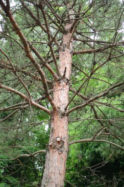 Yeşil bir orman ve göleti olan yeşil bir orman parkı.