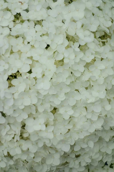 Off-white elegant and elegant flowers