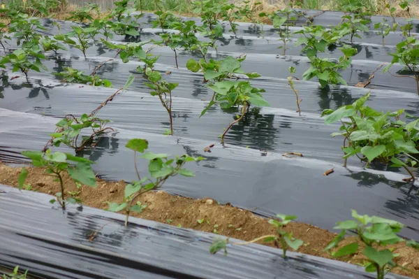 Sebze Yetiştirme Alanı Serayla Kaplı — Stok fotoğraf