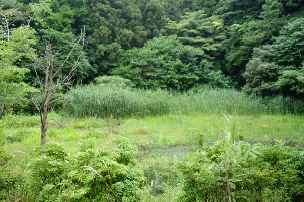 Uma Floresta Verdejante Parque Florestal Verde Com Uma Lagoa — Fotografia de Stock