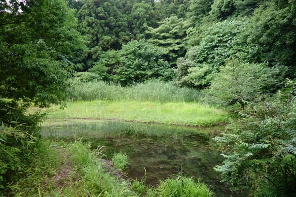 Uma Floresta Verdejante Parque Florestal Verde Com Uma Lagoa — Fotografia de Stock