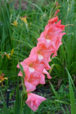 Parktaki çiçek açan zarif, zarif, güzel çiçekler.