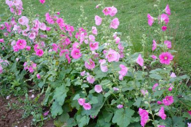 Plaj parkında güzel pembe bir çiçek