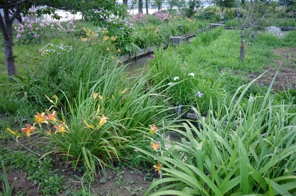 Parque Natural Verde Mantenido Lecho Del Río — Foto de Stock