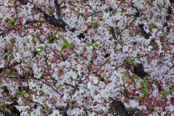 Půvabné Barevné Třešňové Květy Kvetoucí Podél Cesty — Stock fotografie