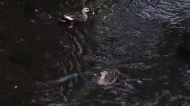 Bir çift Karugamo açık derede dinleniyor.