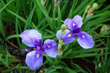 İris, irisler, zarif ve zarif çiçekler renkli renklerde.