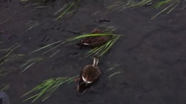 Bir çift Karugamo açık derede dinleniyor.