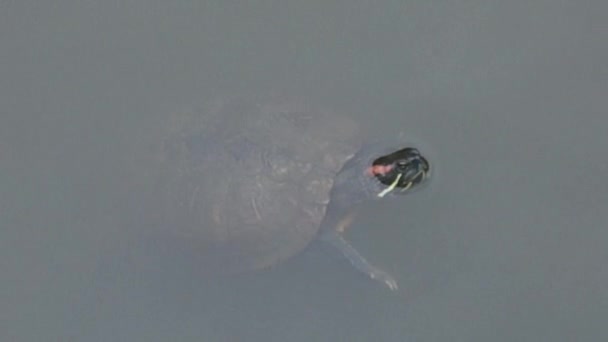 Gölette Yaşayan Bir Çamur Kaplumbağası — Stok video