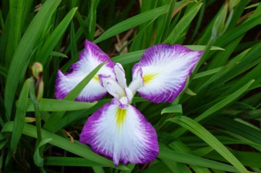 İris, irisler, zarif ve zarif çiçekler renkli renklerde.