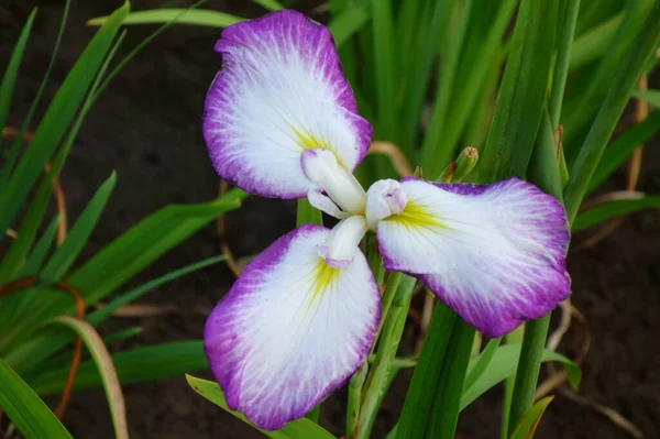 Iris Duhovky Jemné Elegantní Květiny Barevných Barvách — Stock fotografie